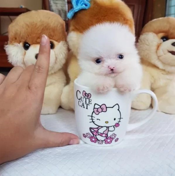  Regalo cuccioli Volpini Pomerania disposizione | Foto 0