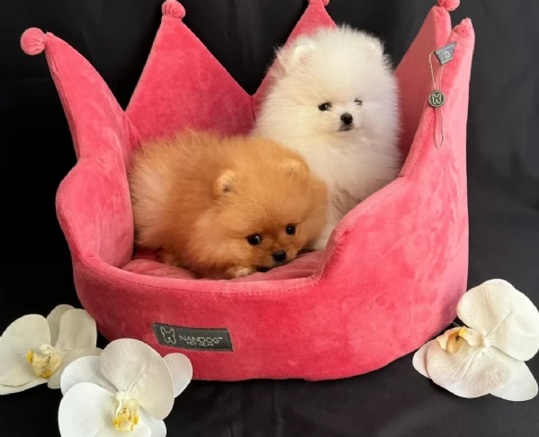  Regalo cuccioli Volpini Pomerania disposizione | Foto 0