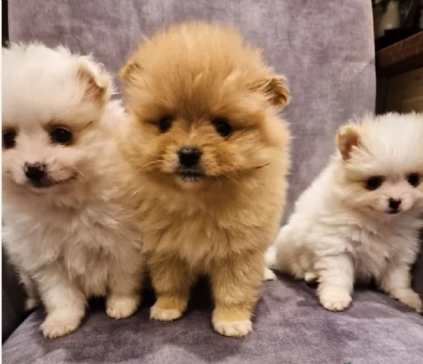 Pomerania disponibili per ladozione maschio e femmina