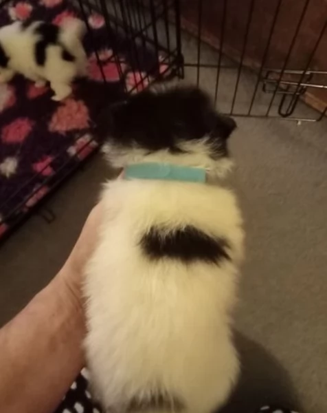 Pomerania disponibili per ladozione maschio e femmina | Foto 4