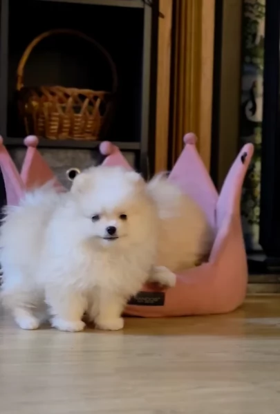 Pomerania disponibili per ladozione maschio e femmina | Foto 6