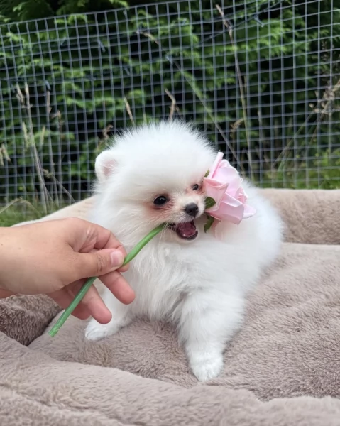 Pomerania disponibili per ladozione maschio e femmina | Foto 1