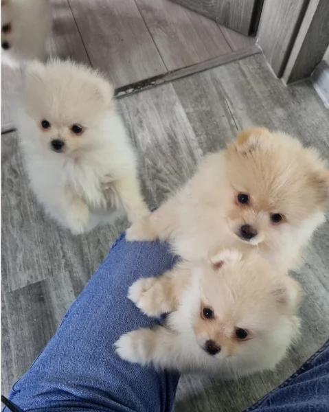 Pomerania disponibili per ladozione maschio e femmina | Foto 3