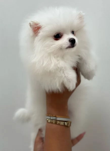 Pomerania disponibili per ladozione maschio e femmina