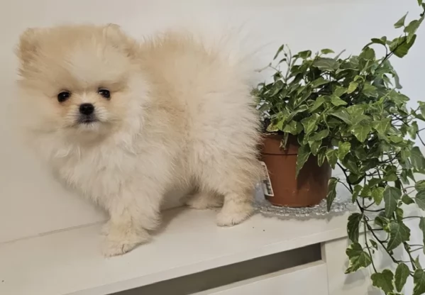 Pomerania disponibili per ladozione maschio e femmina | Foto 9