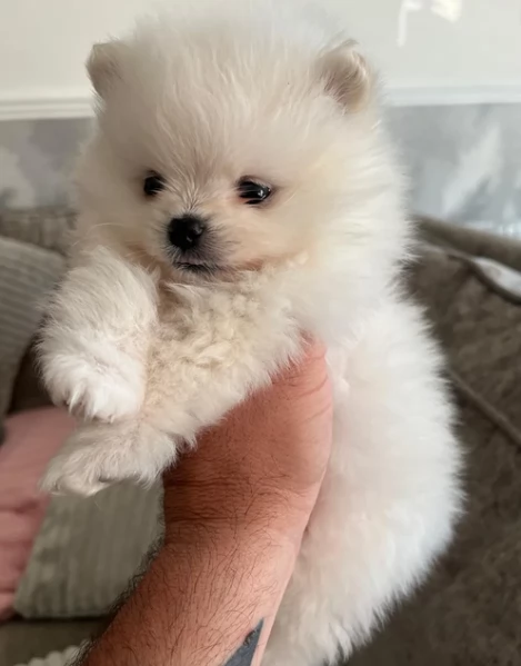 Pomerania disponibili per ladozione maschio e femmina | Foto 2