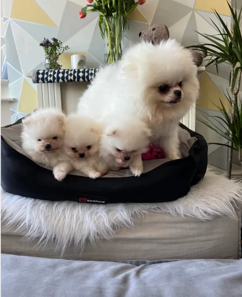 Pomerania disponibili per ladozione maschio e femmina | Foto 0