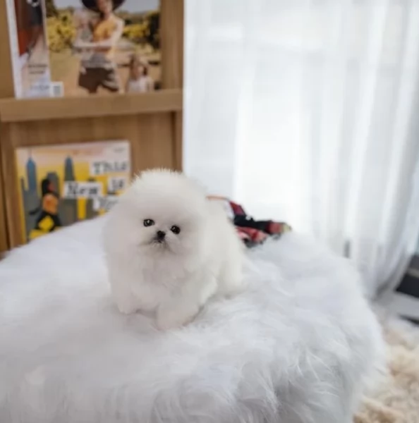 valpino pomeranian maschio e femmina per l'adozione