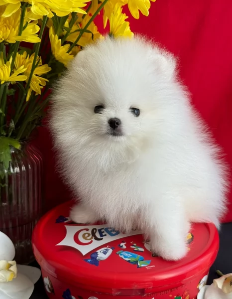 valpino pomeranian maschio e femmina per ladozione | Foto 0