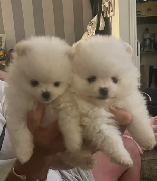 valpino pomeranian maschio e femmina per ladozione | Foto 1