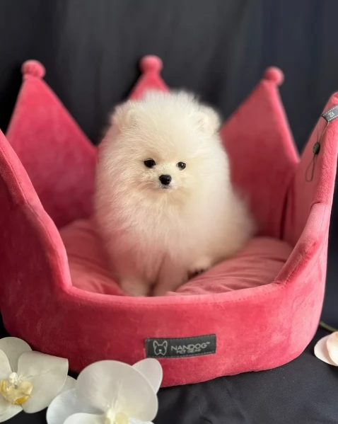 valpino pomeranian maschio e femmina per ladozione | Foto 3