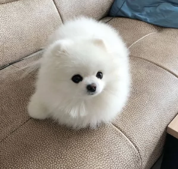 valpino pomeranian maschio e femmina per ladozione | Foto 0