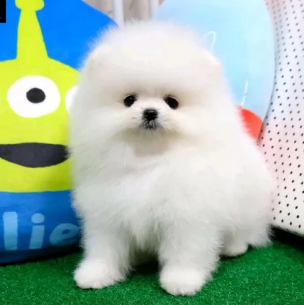 valpino pomeranian maschio e femmina per ladozione | Foto 0