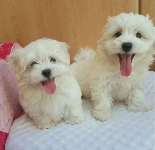 Offerta di adozione maschio e femmina Maltese toy taglia piccola  | Foto 0