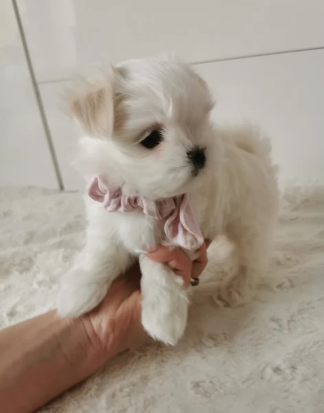 Offerta di adozione maschio e femmina Maltese toy taglia piccola  | Foto 3