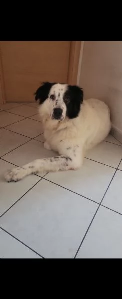 Cane da guardia | Foto 0