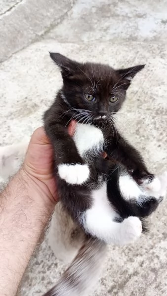 Regalò gatini | Foto 3