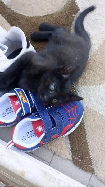 Regalò gatini | Foto 2