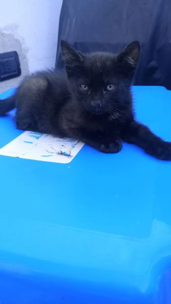 Regalò gatini | Foto 1