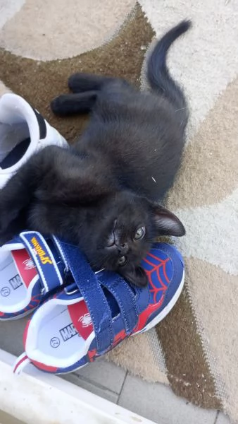 Regalò gatini | Foto 0