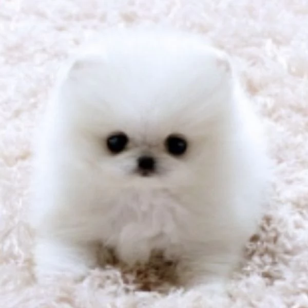 Fantastici cuccioli di Pomerania