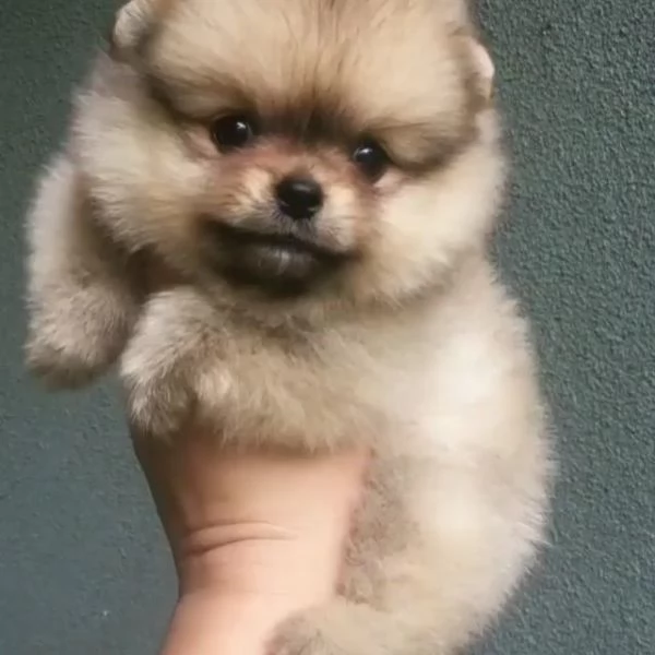 Simpatici cuccioli di Pomerania