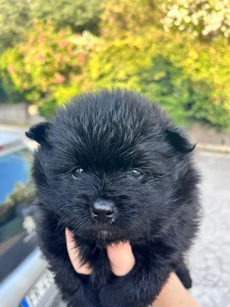 Cucciolo spitz tedesco nano di Pomerania 