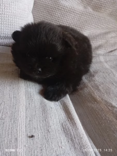 Cucciolo spitz tedesco nano di Pomerania  | Foto 2