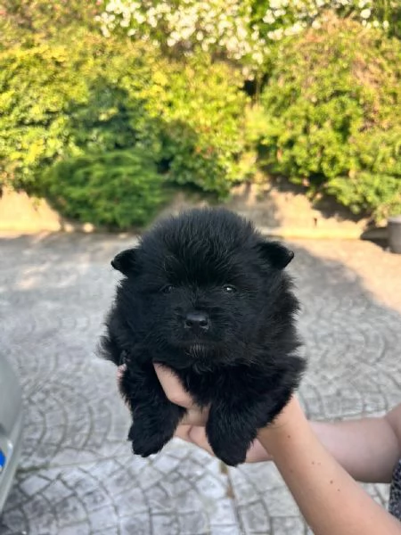 Cucciolo spitz tedesco nano di Pomerania  | Foto 1