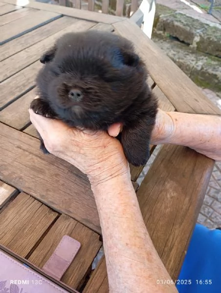 Cucciolo spitz tedesco nano di Pomerania  | Foto 0