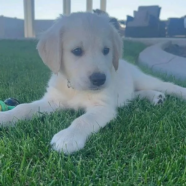 Due cuccioli di Golden Retriever ti aspettano! | Foto 0