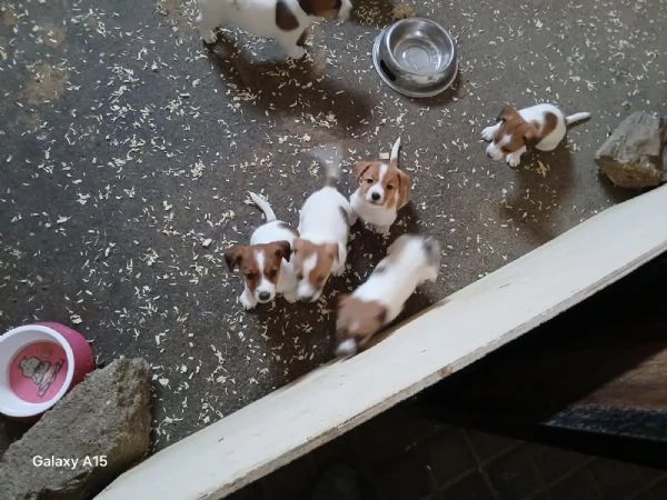 Cuccioli di Jack Russel con Pedigree in vendita | Foto 3