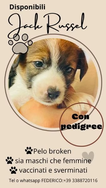 Cuccioli di Jack Russel con Pedigree in vendita