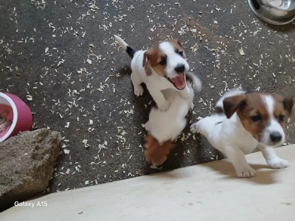 Cuccioli di Jack Russel con Pedigree in vendita | Foto 2