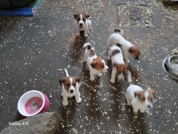 Cuccioli di Jack Russel con Pedigree in vendita | Foto 1