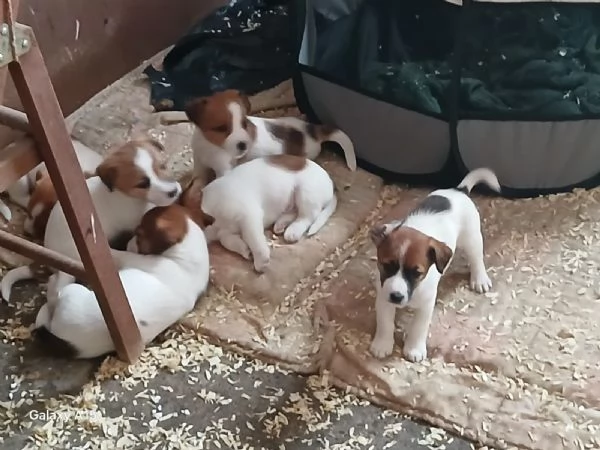 Cuccioli di Jack Russel con Pedigree in vendita | Foto 0