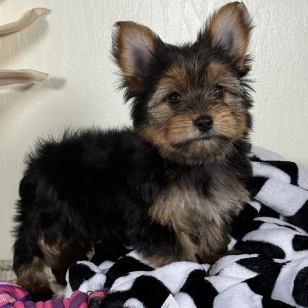 REGALO YORKSHIRE | Foto 0