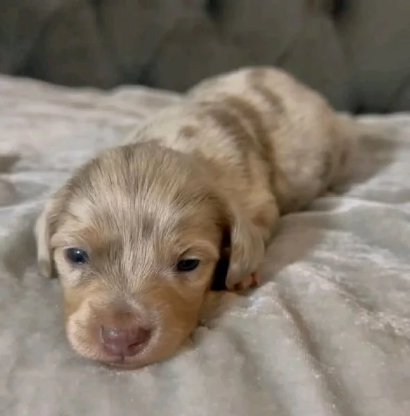 REGALO Chihuahua  | Foto 0