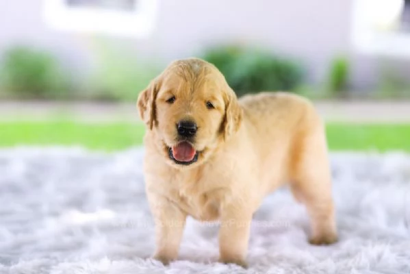 REGALO GOLDEN RETRIEVER  | Foto 0