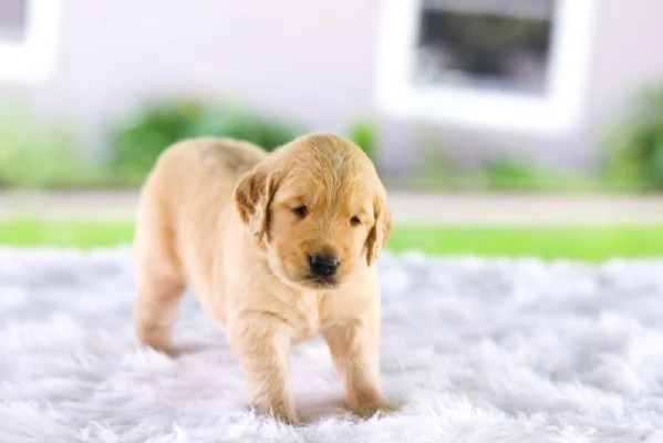 REGALO GOLDEN RETRIEVER 