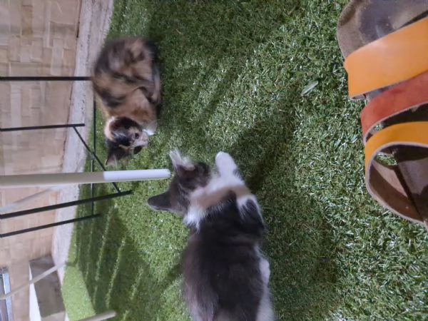 Cuccioli di gatti  | Foto 3