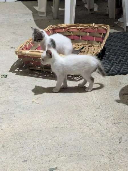 Cuccioli di gatti  | Foto 2