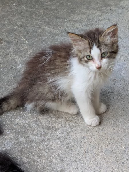 Cuccioli di gatti  | Foto 1
