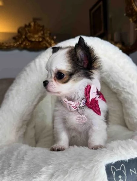 Vendesi 2 cuccioli di Chihuahua femmine | Foto 2