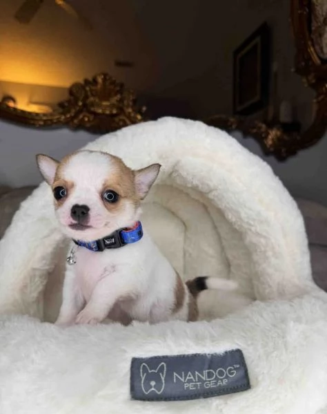 Vendesi 2 cuccioli di Chihuahua femmine | Foto 1