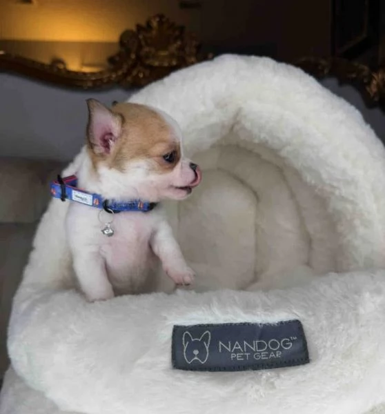 Vendesi 2 cuccioli di Chihuahua femmine | Foto 0