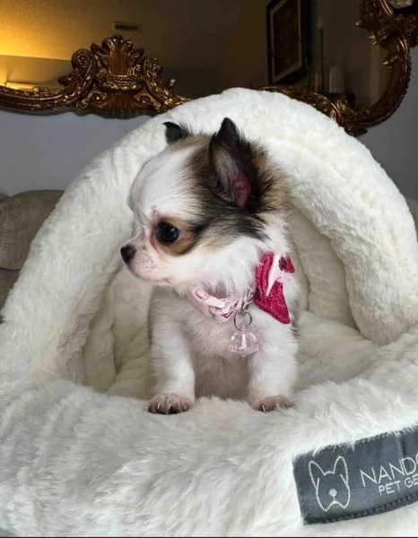 Vendesi 2 cuccioli di Chihuahua femmine