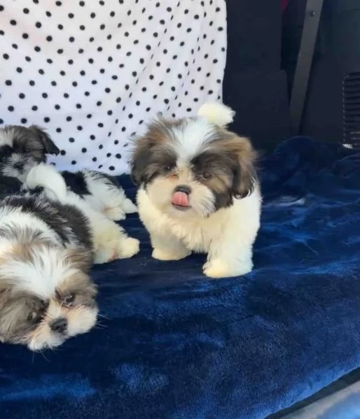 cuccioli di shih tzu in vendita | Foto 1