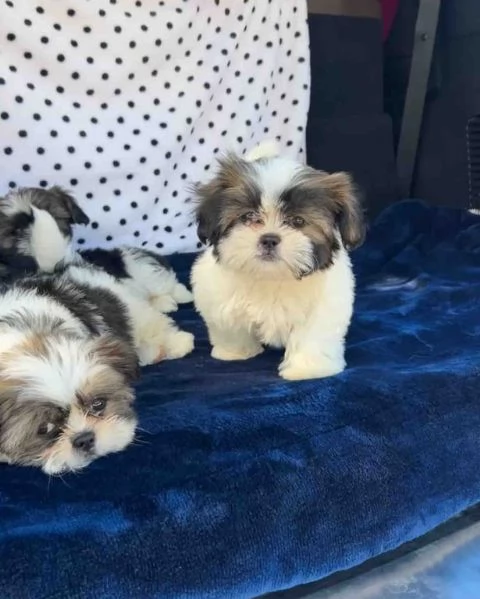 cuccioli di shih tzu in vendita | Foto 0