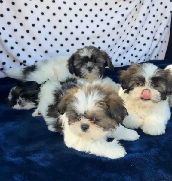 cuccioli di shih tzu in vendita